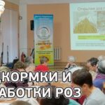 Как защитить домашнюю розу от вредителей