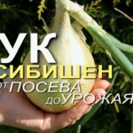 Подробное руководство – как правильно посадить лук эксибишен на рассаду из семян дома