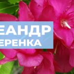 Как правильно посадить олеандр