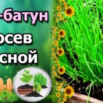 Посев лука батуна – секреты успешного выращивания