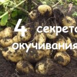 Секреты успешного окучивания картошки для обильного урожая