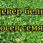 Секреты успешного посадки белого клевера