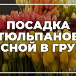 Советы по посадке тюльпанов в открытый грунт весной