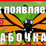 Процесс размножения бабочек – от парения до откладывания яиц