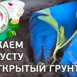 Секреты успешного посада цветной капусты в открытый грунт