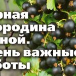 Уход за черной смородиной весной – секреты после зимы