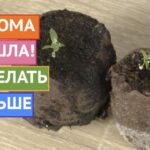 Уход за эустомой после посадки – секреты успешного выращивания