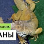 Уход за игуаной – советы для домашних условий