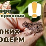 Уход за лягушками – советы и рекомендации