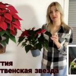 Секреты ухода за рождественским цветком