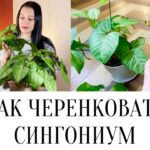 Способы укоренения сингониума – от простого к сложному