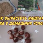 Как вырастить каштан из ореха в домашних условиях в горшке