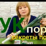 Секреты выращивания лука порея из семян в домашних условиях