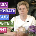 Оптимальное время для посадки рассады в открытый грунт