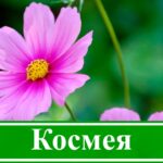 Космея – лучшее время для посадки